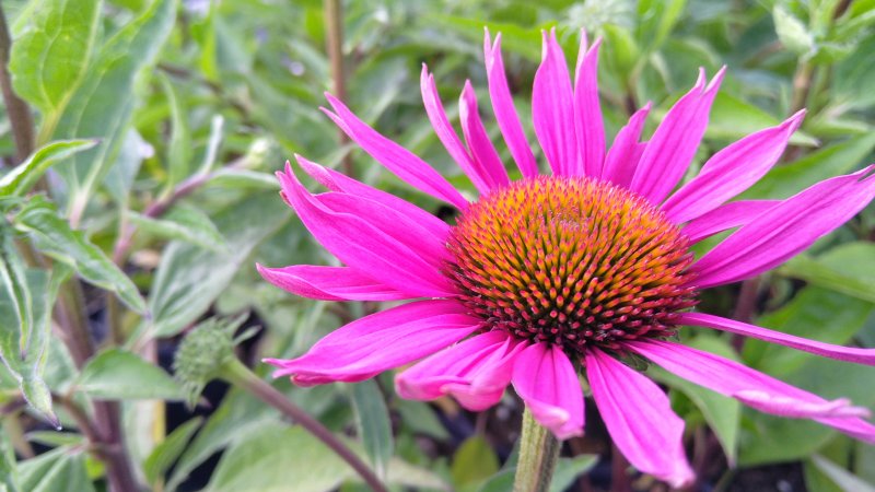 Echinacea purpurea 'JS Roho' Punane siilkübar